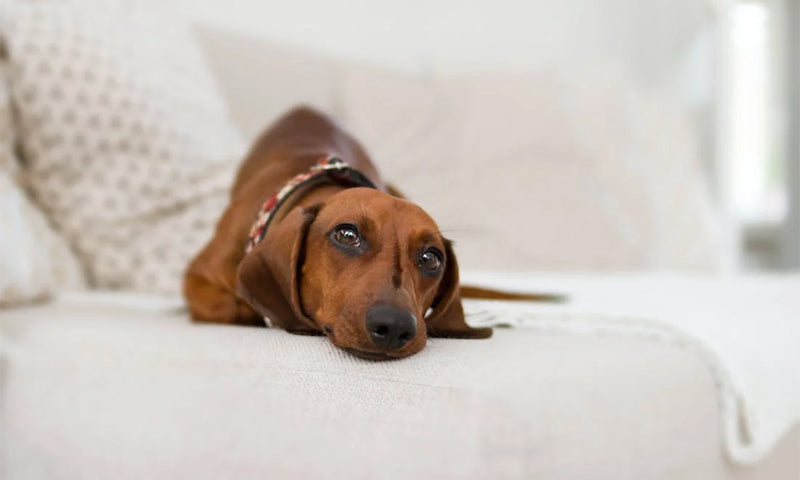 Calming Comfort: How Pet Beds Ease Anxiety in Dogs and Cats