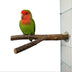 Bird Standing Frame Rattan Ring Chewing Toy Bird Cage - Minihomy