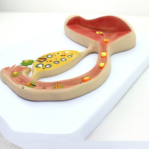Fertilized Egg Formation Process Promotional Gift Model Reproductive Training Teaching Model