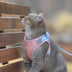 Cat Traction Rope Home Vest-Style Chest Harness Cute Anti-Stroke Cat Walking Rope