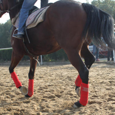 Horse leg straps