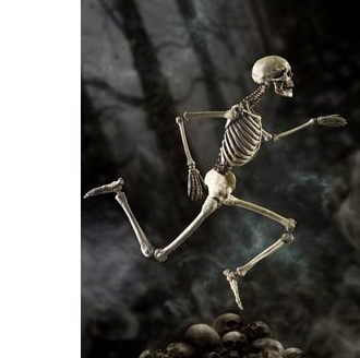 Mini skeleton model