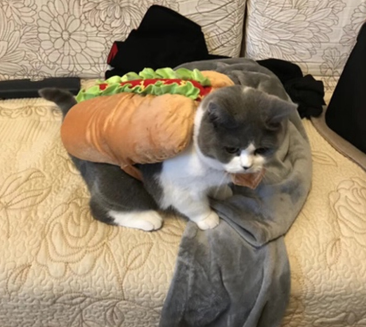 Pet Dog and Cat Costume, Cute Hot Dog Sandwich Costume, Funny Hot Dog Clothes, Cat Costume