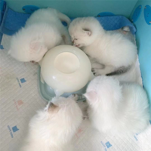Bubble Milk Bowl Pet Feeder