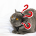 Pet Cat Funny Village Girl Braids Cat Question Mark Face Upside Down Braid Headgear