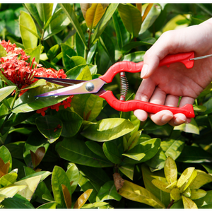 Straight Bonsai Gardening Scissors Sparse Scissors Thinning Fruit Scissors Picking Fruit Scissors