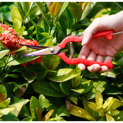 Straight Bonsai Gardening Scissors Sparse Scissors Thinning Fruit Scissors Picking Fruit Scissors