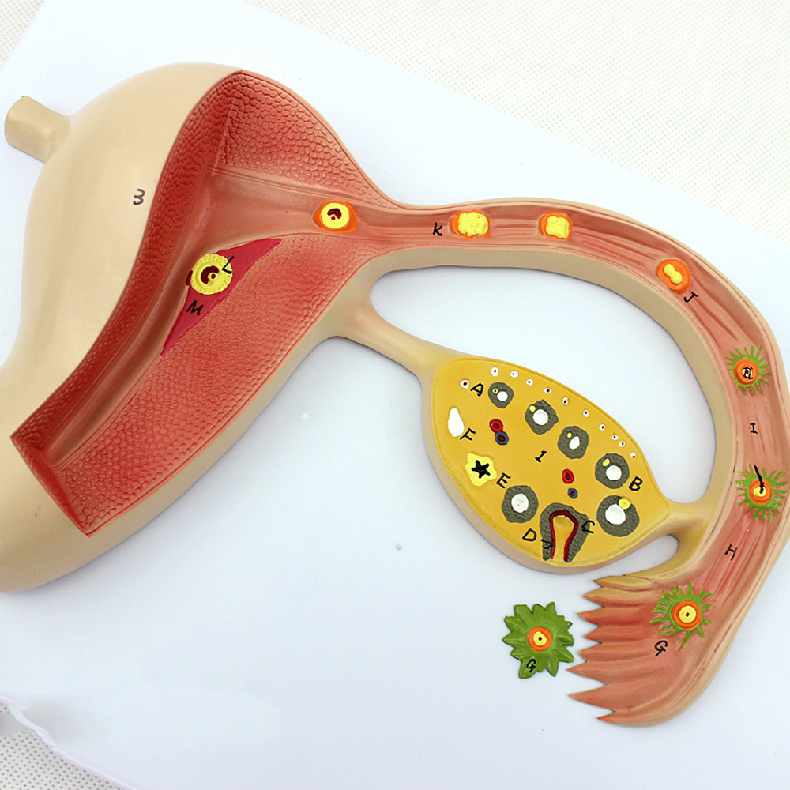 Fertilized Egg Formation Process Promotional Gift Model Reproductive Training Teaching Model