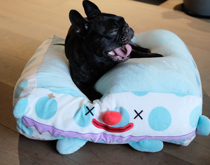 Clown Pet Sleeps In A Cozy Pet Bed