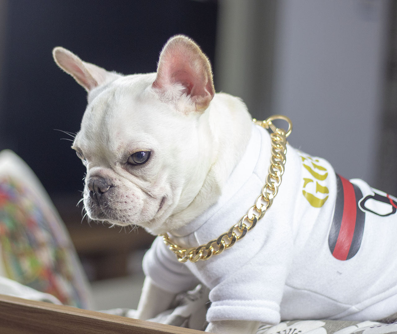 Dog metal big gold chain - Minihomy